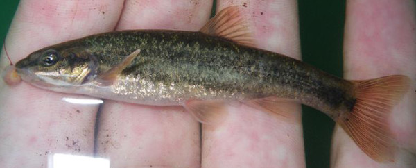 Rhinichthys osculus oligoporus