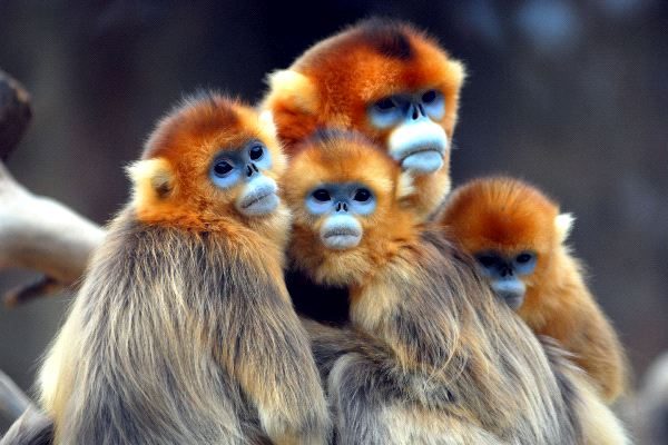 Rhinopithecus roxellana