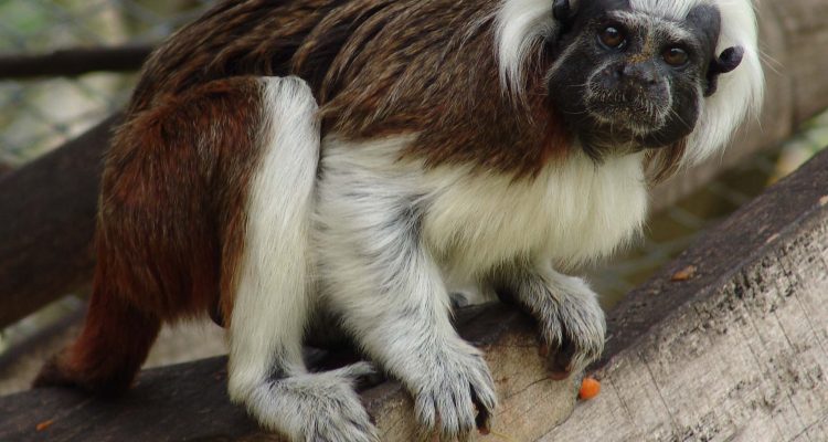 Saguinus leucopus