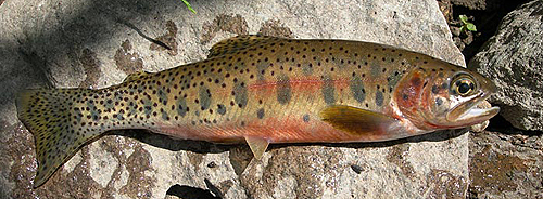 Salmo platycephalus