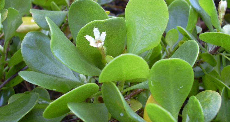 Scaevola coriacea
