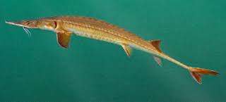 Scaphirhynchus suttkusi