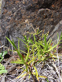 Schiedea haleakalensis