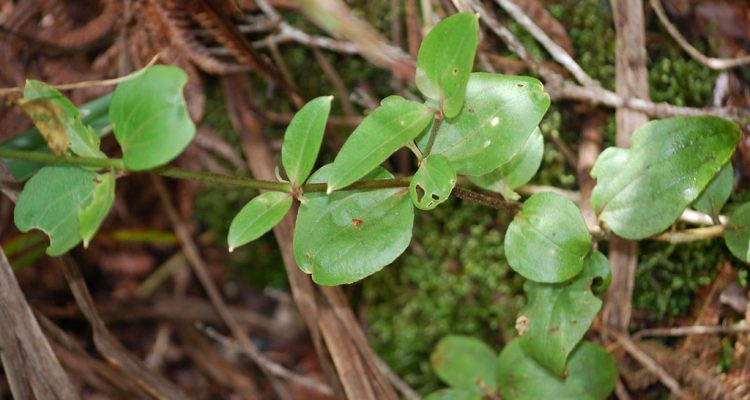Schiedea lychnoides