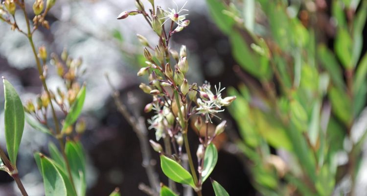 Schiedea salicaria