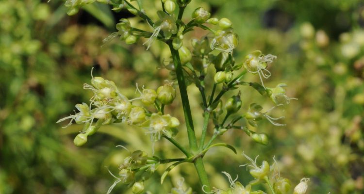 Schiedea spergulina var. spergulina