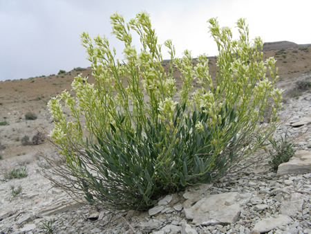 Schoenocrambe suffrutescens