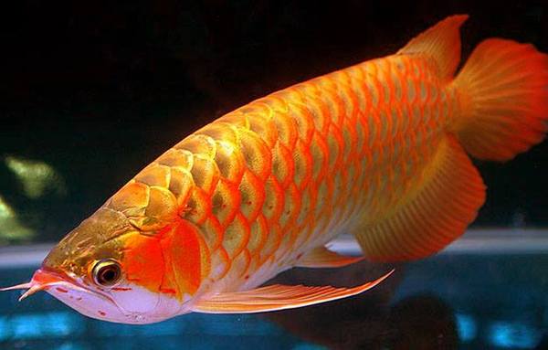 Scleropages formosus