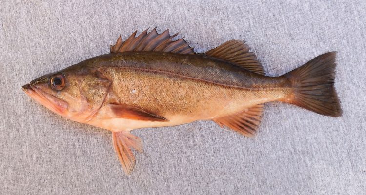 Sebastes paucispinis
