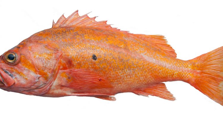 Sebastes pinniger