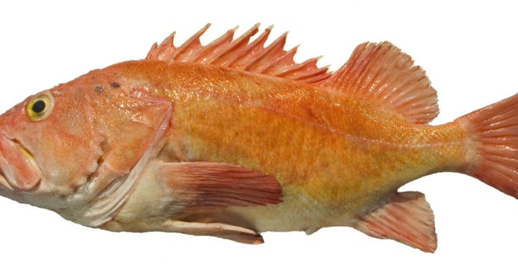 Sebastes ruberrimus