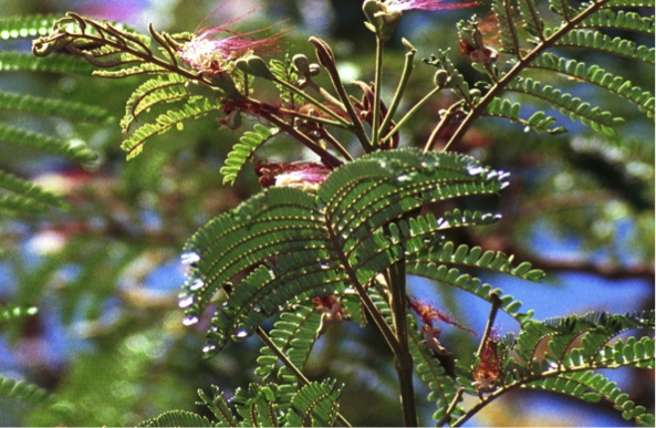 Serianthes nelsonii