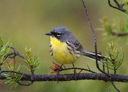 Setophaga kirtlandii (= Dendroica kirtlandii)