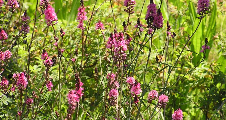 Sidalcea nelsoniana