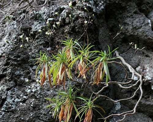 Silene lanceolata