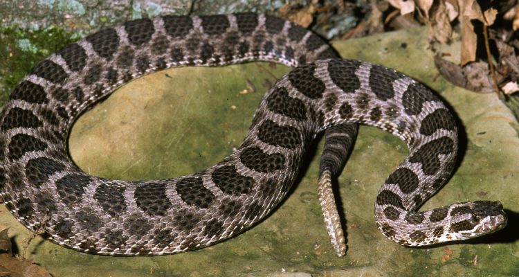 Sistrurus catenatus