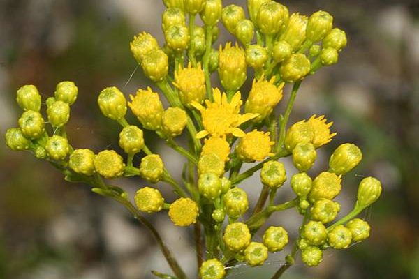 Solidago houghtonii