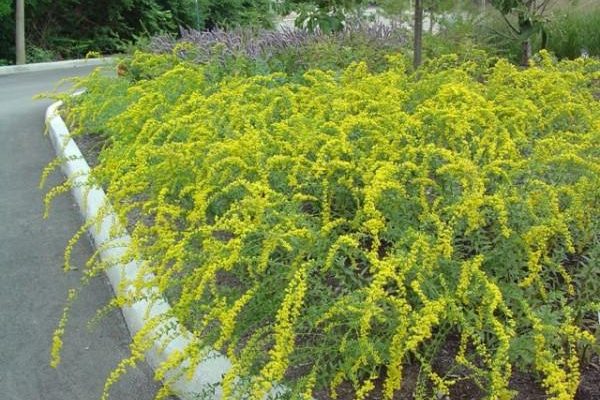 Solidago shortii