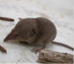 Sorex ornatus relictus