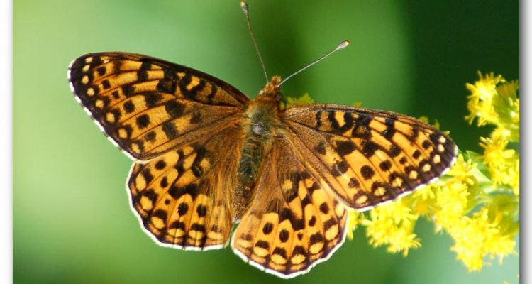 Speyeria zerene hippolyta