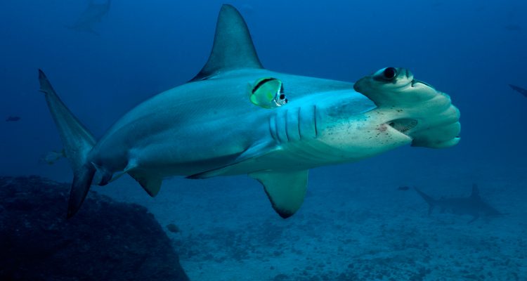 Sphyrna lewini