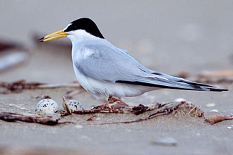 Sterna antillarum
