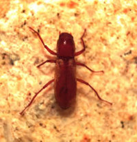 Stygoparnus comalensis