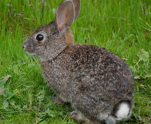 Sylvilagus bachmani riparius
