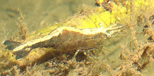 Syncaris pacifica