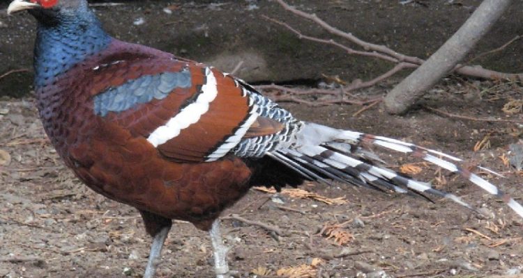 Syrmaticus humaie