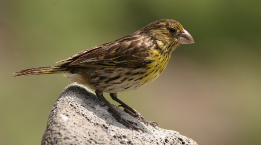 Telespyza ultima