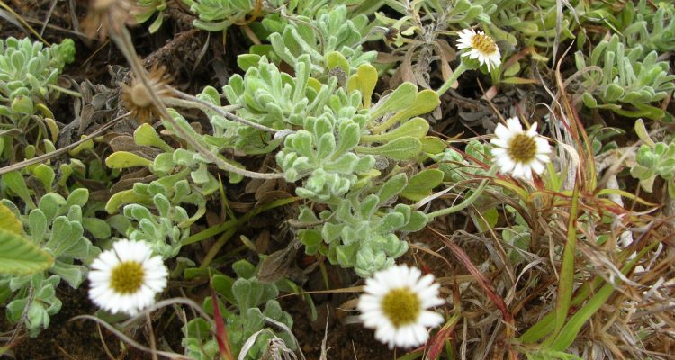 Tetramolopium remyi