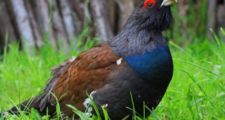 Tetrao urogallus cantabricus