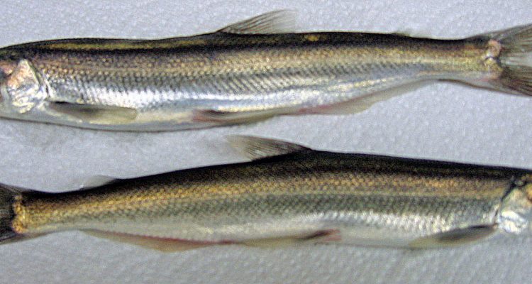 Thaleichthys pacificus