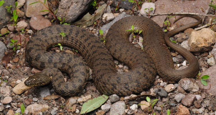 Thamnophis rufipunctatus