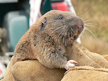 Thomomys mazama pugetensis