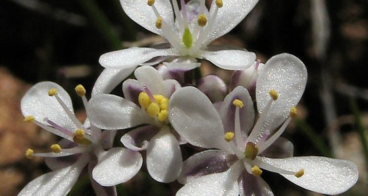 Thysanocarpus conchuliferus
