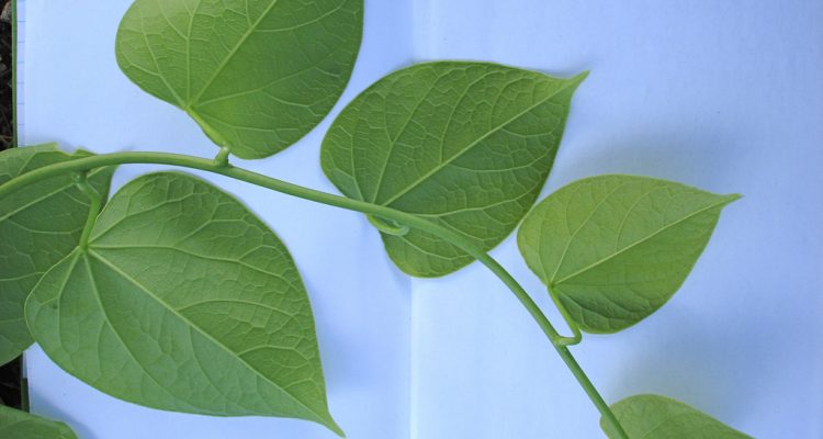 Tinospora homosepala