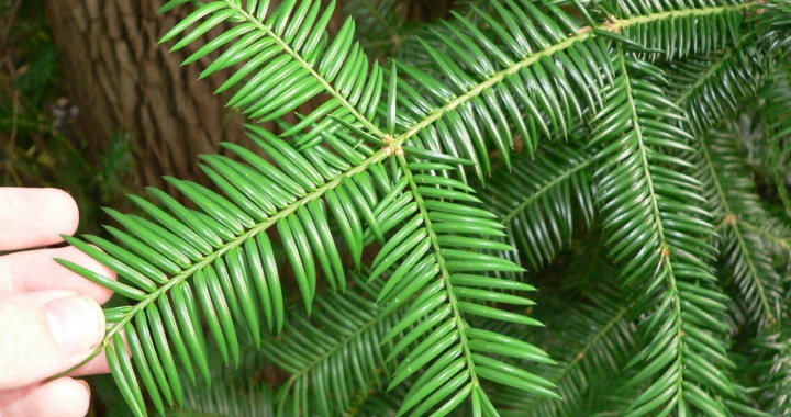 Torreya taxifolia