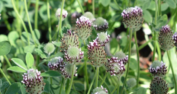 Trifolium amoenum