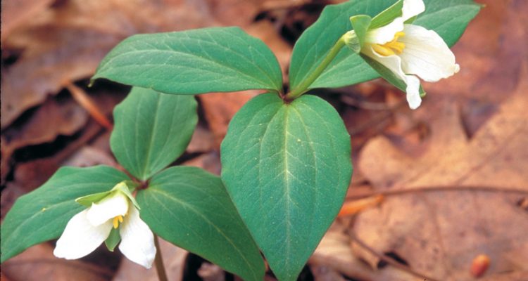 Trillium persistens