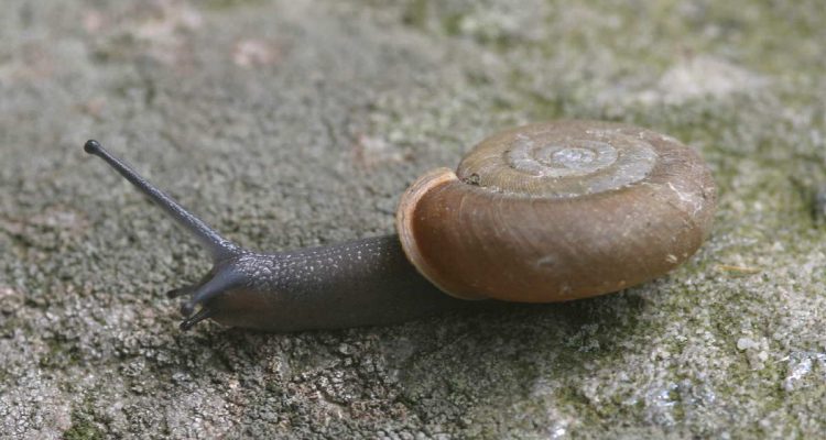 Triodopsis platysayoides