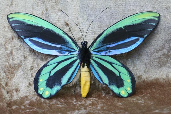 Troides alexandrae