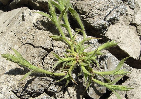 Tuctoria mucronata