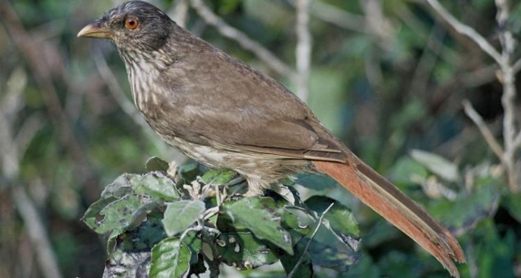 Turnagra capensis