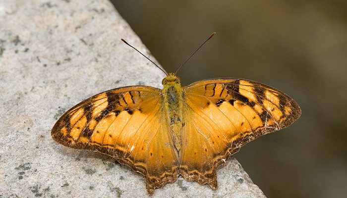 Vagrans egistina