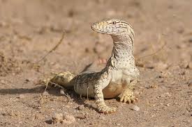 Varanus griseus