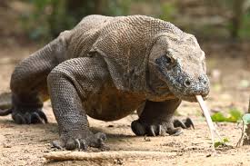 Varanus komodoensis