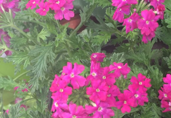 Verbena californica
