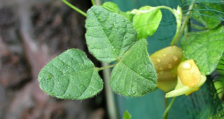 Vigna o-wahuensis